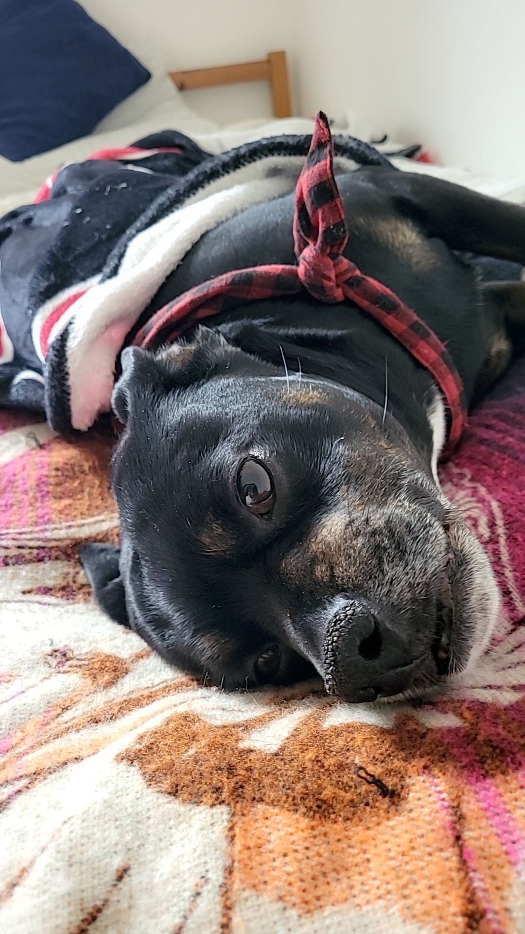 a cute black dog lying down on the bed
