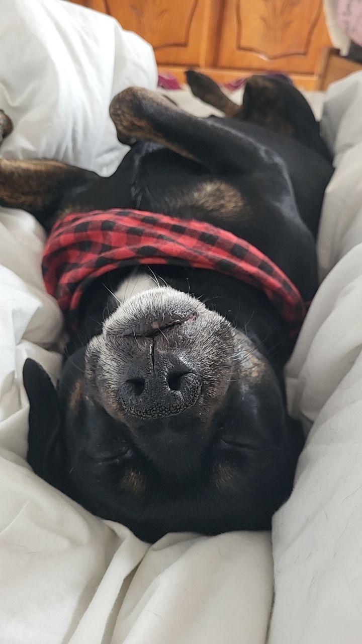 acute black dog lying down on a bed