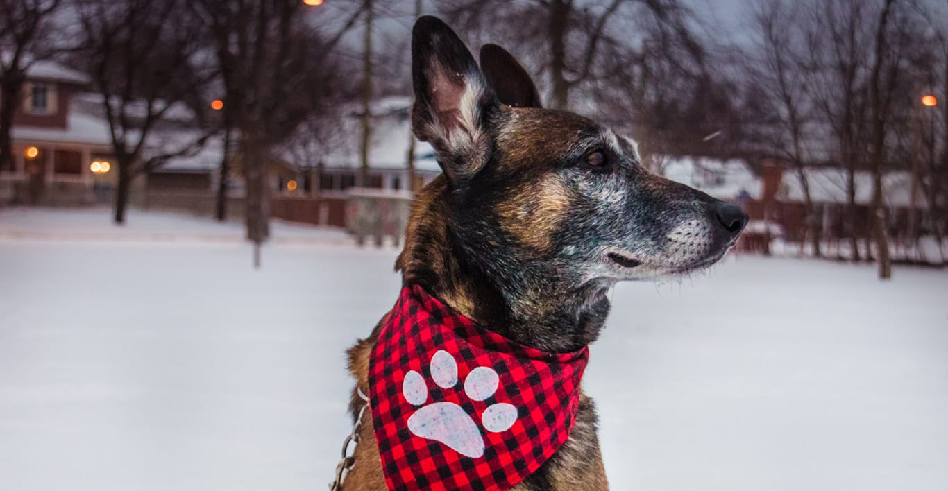 a malinois dog wearing a red bandana, sitting down, winter background