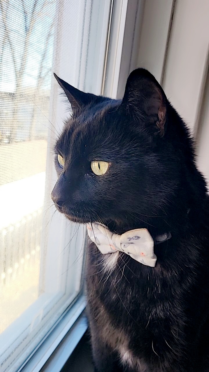 animal crossing game